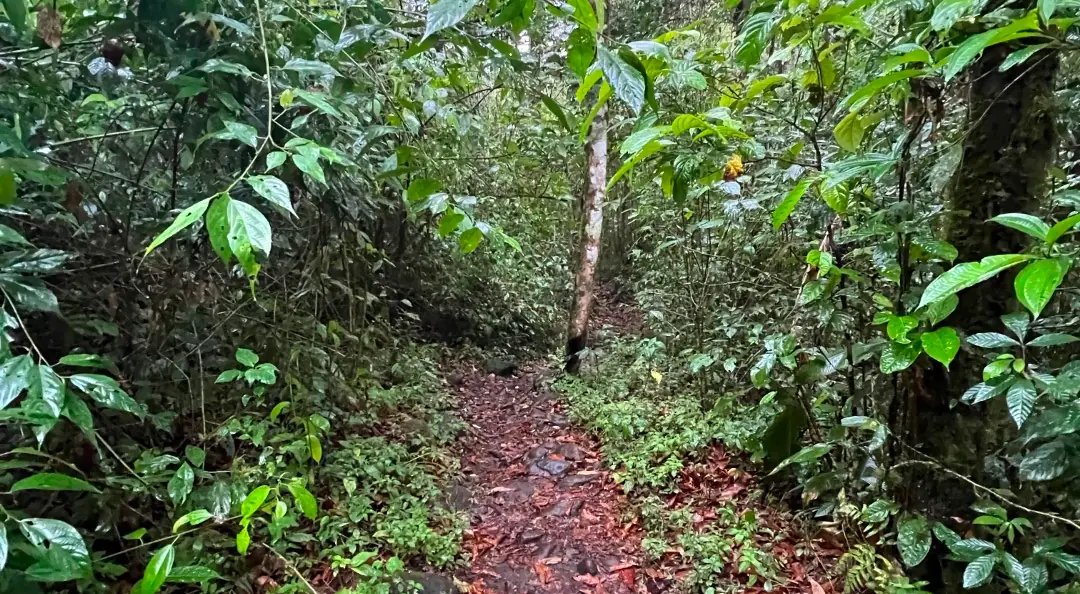 Sentier dans le sous-bois de la forêt humide de Coto Brus