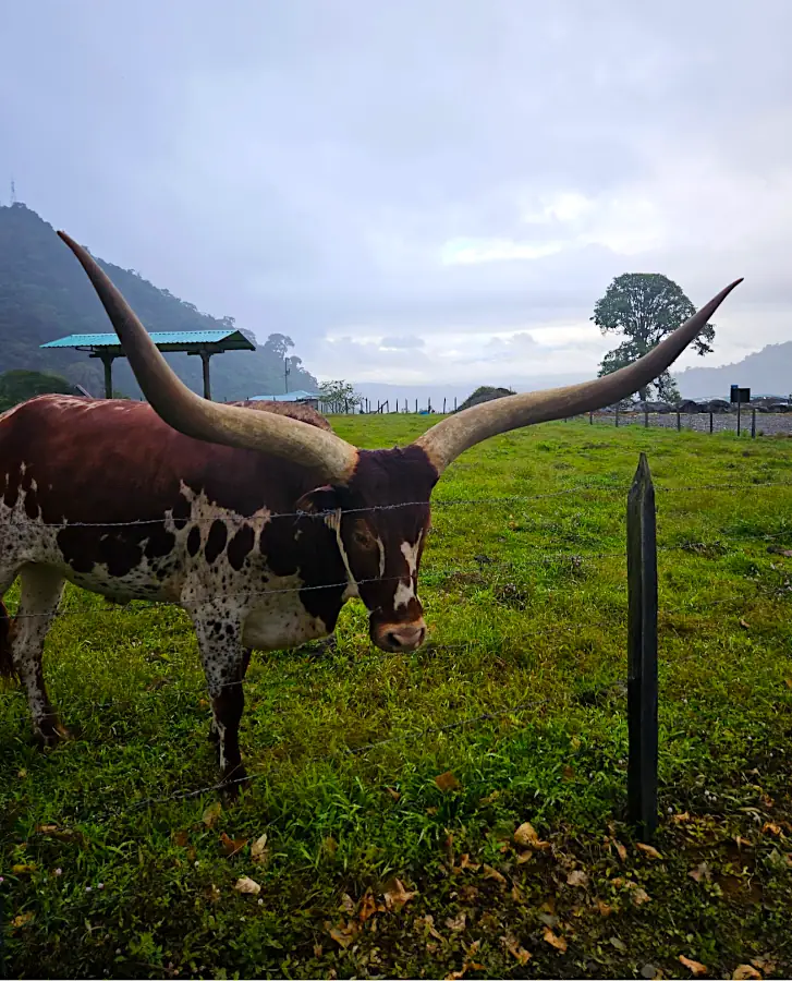Un bovin aux cornes immenses derrière une clôture, dans un pâturage verdoyant sous la brume