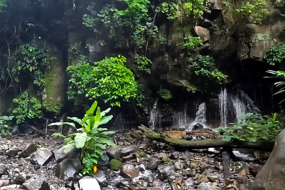 Filets d'eau jaillissant de la roche moussue, au-dessus d'un lit de pierres et d'un tronc couché
