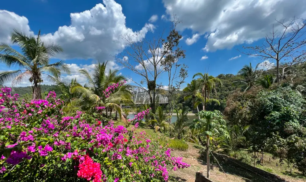 Pont métallique sur le río Térraba, vu entre bougainvilliers et palmiers