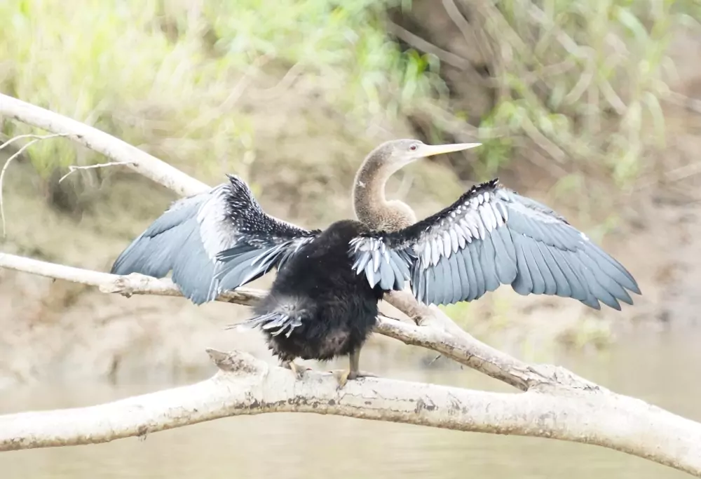 Anhinga ailes déployées sur une branche au-dessus du río Suerte