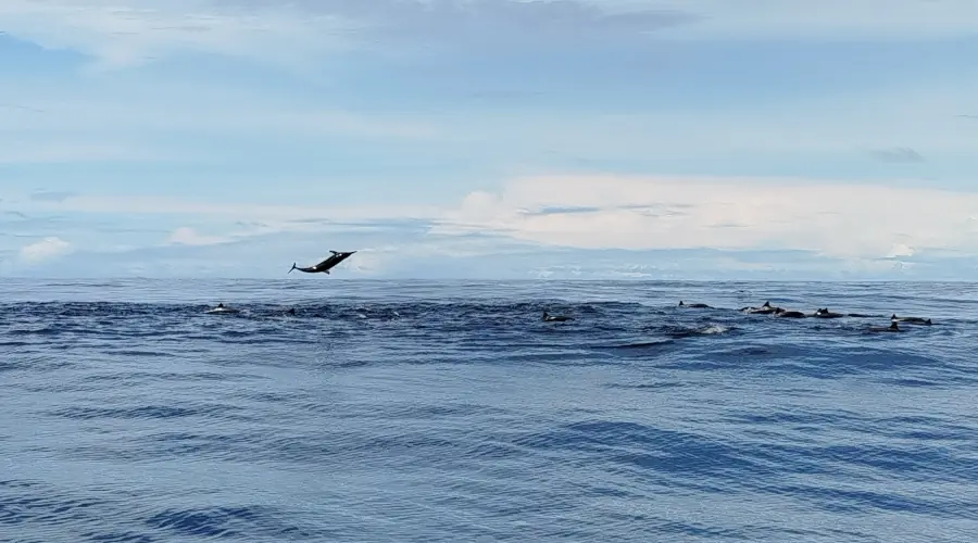 Un groupe de dauphins à la surface de la mer, l'un d'eux en plein saut