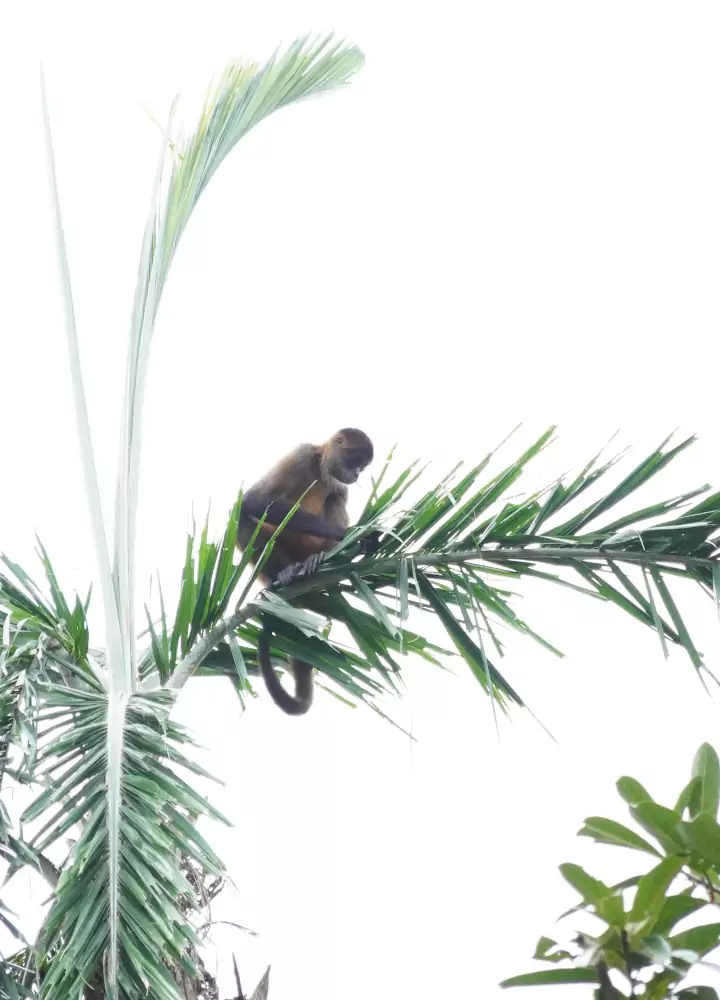 Singe-araignée sur un palmier