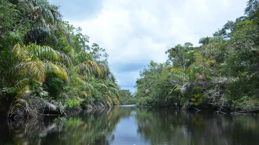 Canal aux eaux noires bordé de palmiers à Tortuguero