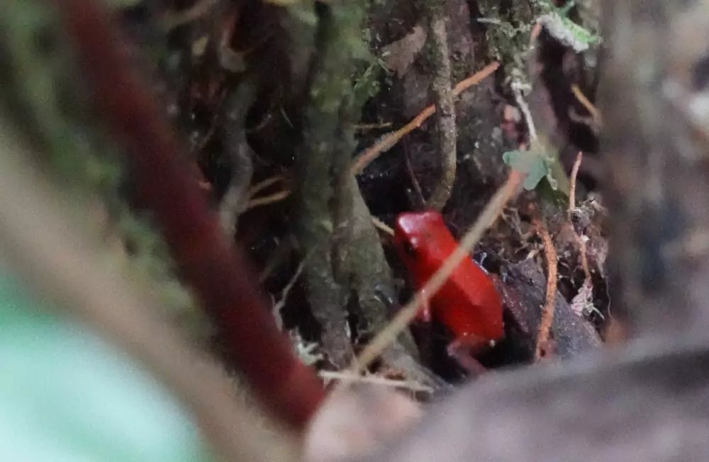 Petite grenouille rouge au pied d'un arbre moussu