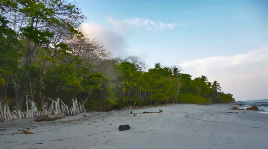 Plage de Montezuma bordée par la forêt, en fin d'après-midi