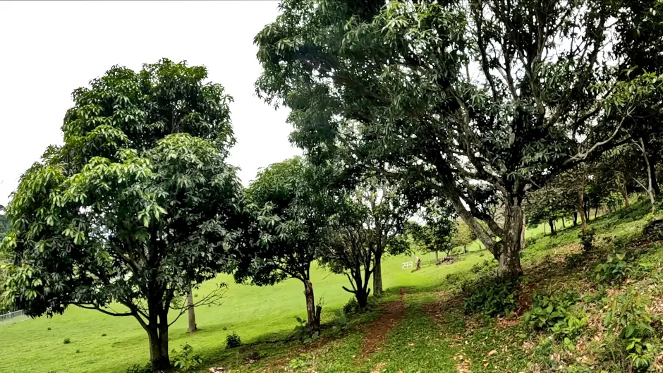 Chemin d'herbe sous de grands arbres, dans les prés d'une finca