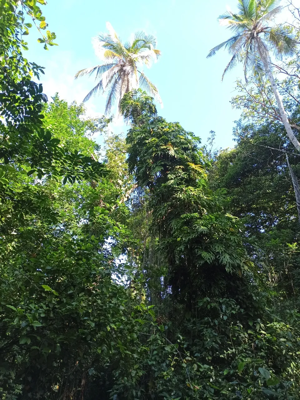 Forêt tropicale dense et cocotiers dans le parc national Cahuita