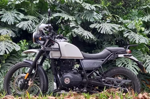Royal Enfield Himalayan blanche vue de profil devant des feuilles de monstera