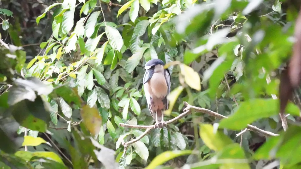 Tortuguero, Limón