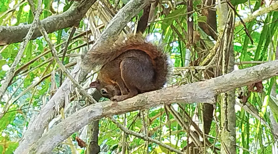 Un écureuil roux perché sur une branche, dans la forêt du parc national Cahuita
