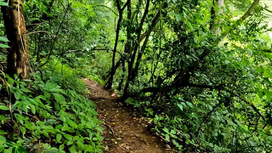 Sentier de terre à travers une forêt dense