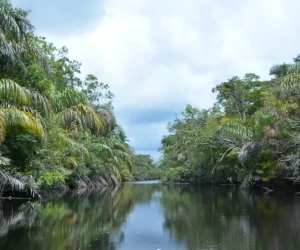 canal with black water in tortuguero