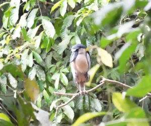chocuaco bird in tortuguero jungle
