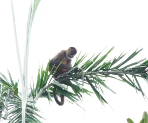 spider monkey on a palm tree