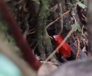 small red frog on tree
